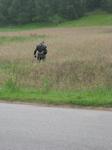 zlot_fireblade_2011_083.jpg